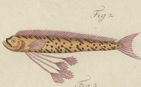 Original Antique Print of Three Exotic Tropical Fish by Bertuch, c.1800, close-up 1