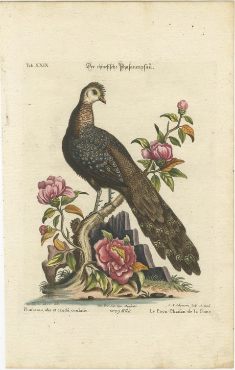 Chinese Peacock-Pheasant, Hand-Colored Engraving by Edwards & Seligmann, c.1770, view 2