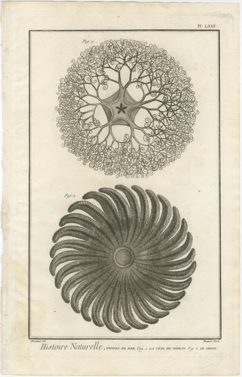 Decorative Antique Marine Prints, Pair of Starfish & Echinoderms, c.1770, view 4
