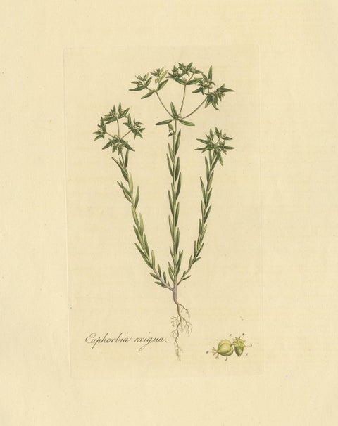 Antique Botany Print of Euphorbia Exigua by Curtis, circa 1817, view 4