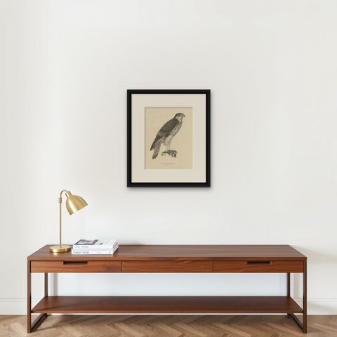 Antique Bird Print of the African Hawk-Eagle, C.1850, shown framed on a wall