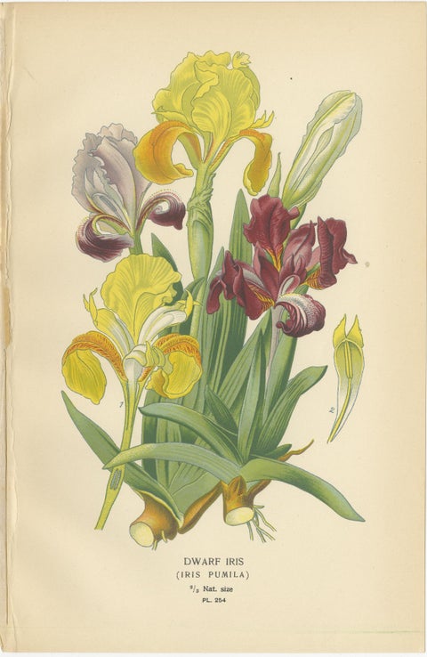 Antique Botanical Prints of Tillandsia and Irises, Set of Three, 1897, view 4