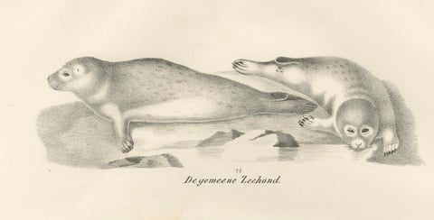 19th-Century Lithograph of Seals and Elephant Seals in Arctic and Marine Habitat, close-up 6