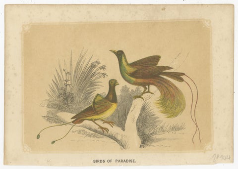 Set of 2 Antique Bird Prints, Bird of Paradise, by Bicknell 'circa 1855', view 2
