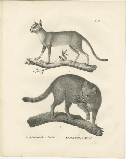 19th-Century Lithograph of the African and European Wild Cats in Natural Poses, view 2