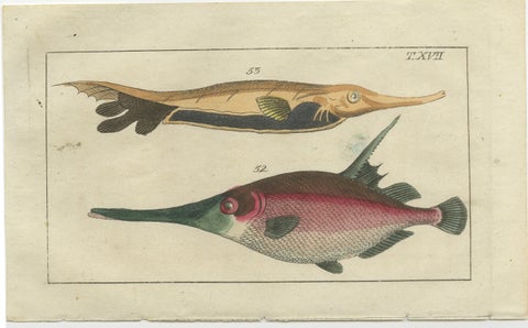 Set of 4 Antique Fish Prints - Snake Blenny - Lumpfish - Snipefish, view 3