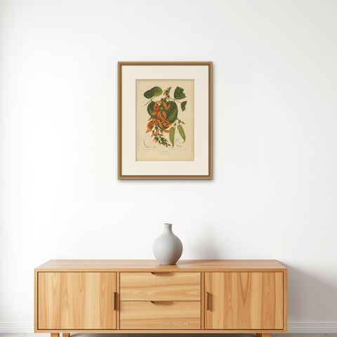 Original Antique Flame of the Forest Botanical Chromolithograph, ca.1880, shown framed on a wall