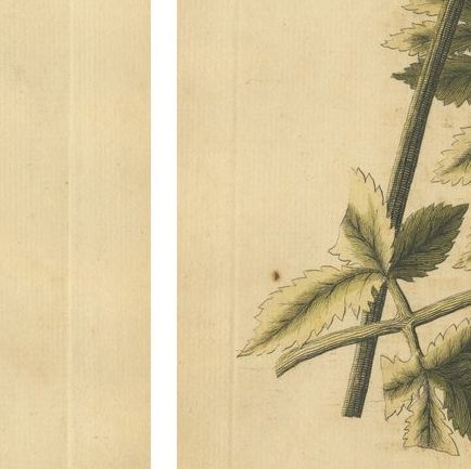 Antique English Moths and Caterpillars on Hedgerow Plants, Albin 1720, close-up 2
