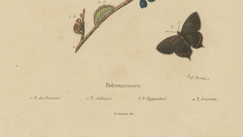 Polyommatus Butterflies & Caterpillars by Aug. Duméril, circa 1830, close-up 5