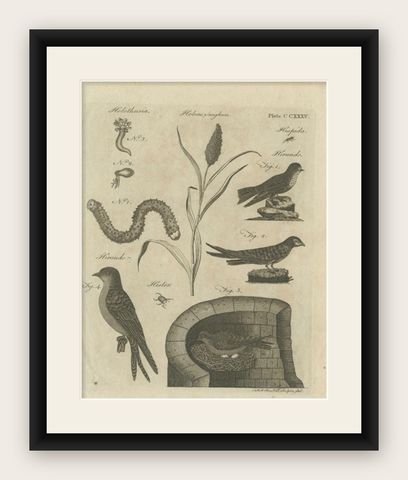 Antique Print of Passerine Birds and Insects, 1797, shown framed