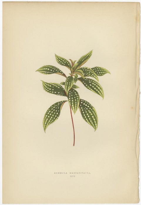 Set of 6 Botany Prints, Sonerila Margaritacea, Goodyera Rubro-Venia, 1891, view 7