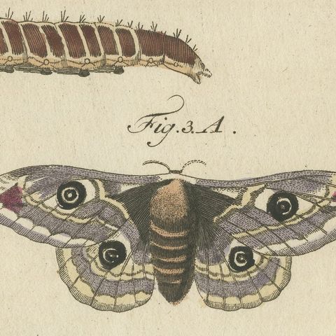 Garden Tiger Moth and Emperor Moth, Antique Bertuch Print, Vienna, circa 1805, close-up 1