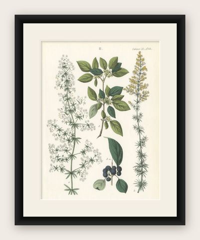 Hand-Colored Botanical Lithograph of Madder, Buckthorn, Cleavers, 1854, shown framed