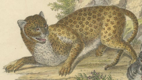 Antique Leopard & Panther Lithograph by Karl Joseph Brodtmann, 1816, close-up 2