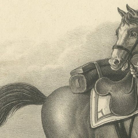 Antique Print of a Swiss Horse, close-up 1