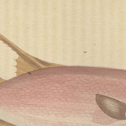 Underwater Elegance: Razorfish and Shrimpfish - A Marine Engraving Study, 1845, close-up 4