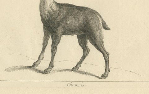 Agile Chamois or Mountain Goat Antilope: A Detailed Etching - circa 1740, close-up 1