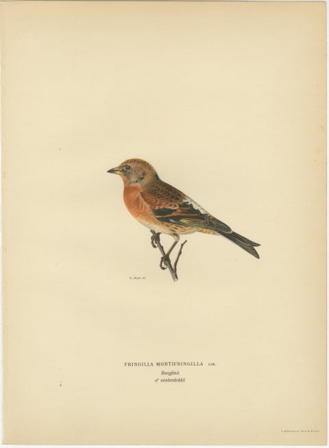 1929 Swedish Bird Prints Pair, Natural History Illustration Set, Designer Wall, view 3