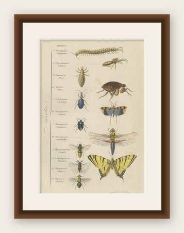 Antique Print of Various Insects, Published in 1854, shown framed