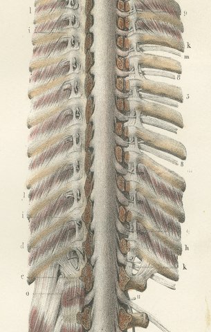Brain and Spinal Cord in Situ, Hirschfeld Double Folding Plate, 1866, view 6
