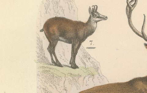 Ungulates Print: Giraffe, Camel, Bison & Antelope, Antique 1867, close-up 2