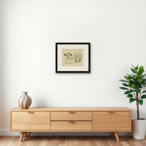 Frogbit and Spiral Tape Grass Water Plants, Antique Bertuch Print, circa 1818, shown framed on a wall