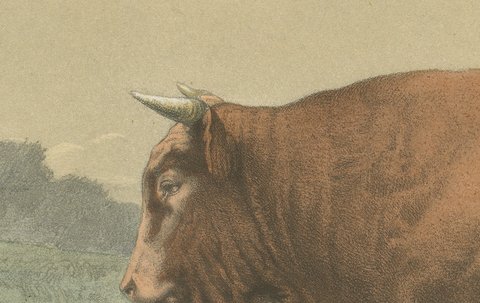 Limousin Bull, Antique French Cattle Print after Melin, 1873, view 4
