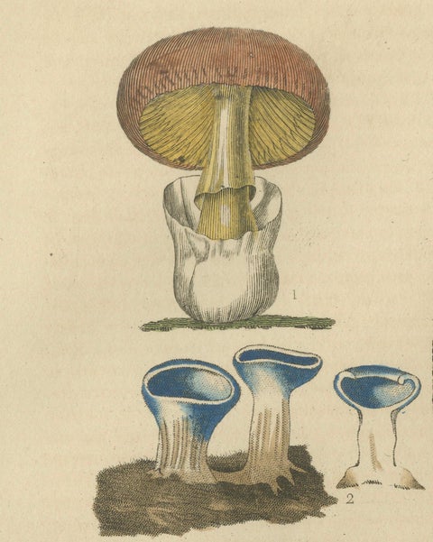 Illustrated Fungi from 'Dictionnaire Classique des Sciences Naturelles, 1845, close-up 5