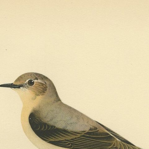 Antique Bird Print of the Northern Wheatear by Von Wright, 1927, close-up 1