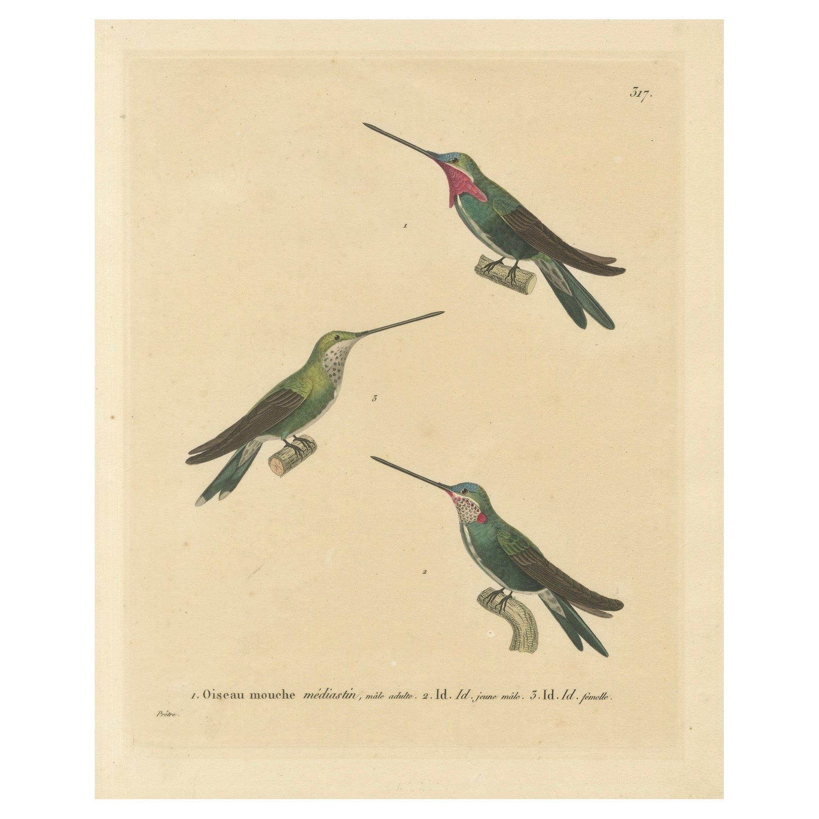Hummingbird Illustrations: Adult, Young Male, and Female by Huet & Prêtre, 1838