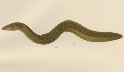 Scandinavian Eels Lithograph: European Eel and Black Conger from 19th Century, close-up 4
