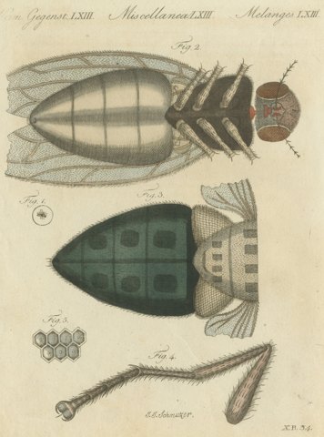 House Fly and Compound Eye Magnified, Antique Bertuch Print, circa 1805