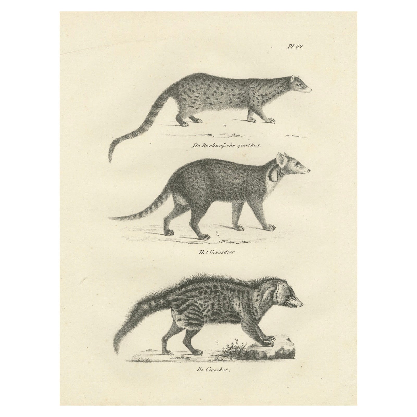19th-Century Lithograph of the Genet, Civet, and African Civet in Fine Detail