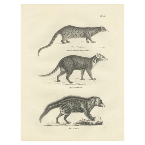 19th-Century Lithograph of the Genet, Civet, and African Civet in Fine Detail