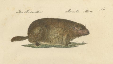 Alpine Marmot, Hamster, Lemming & Rock Hyrax, Brodtmann Lithograph, 1816, close-up 2