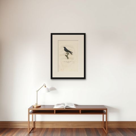 Antique Bird Print of the Blue Swallow by Vieillot, 1807, shown framed on a wall