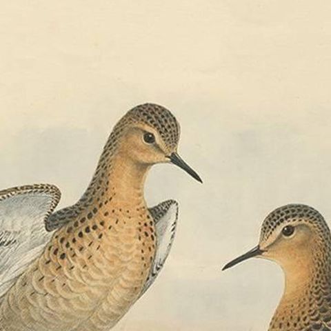 Antique Bird Print of the Buff-Breasted Sandpipe by J. Gould, circa 1870, close-up 1