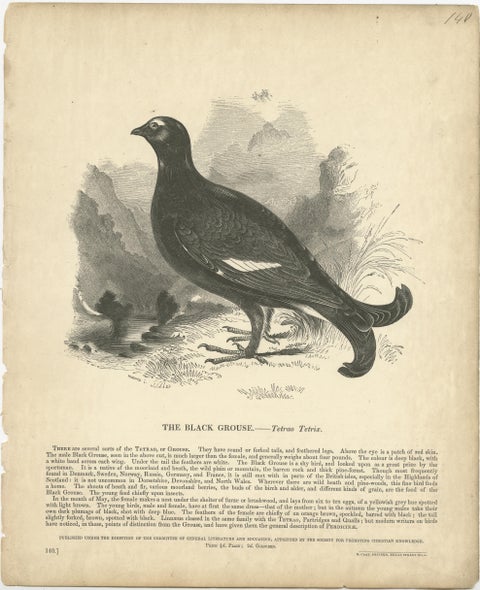 Original Antique Print of the Black Grouse, view 2