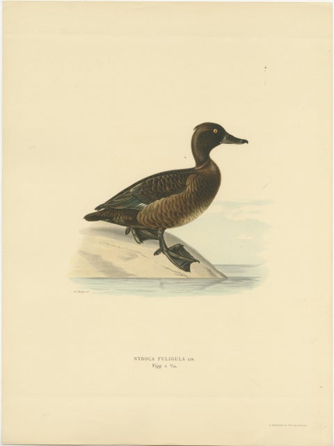 Quietude by the Shore: Female Tufted Duck by Magnus von Wright, 1929, view 2
