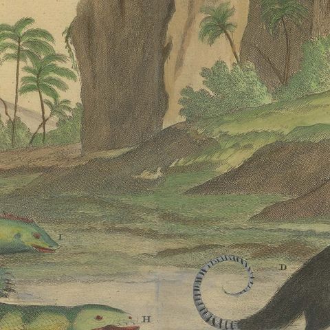 Colored Antique Print of a Cuscus, Lippano and other Animals, close-up 2