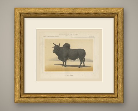 Zebu Bull, Humped Cattle Chromolithograph by Olivier de Penne, 1863, shown framed