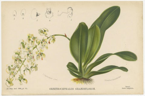 Set of 4 Antique Botany Prints, Ornithocephalus Grandiflorus 'c.1880', view 5