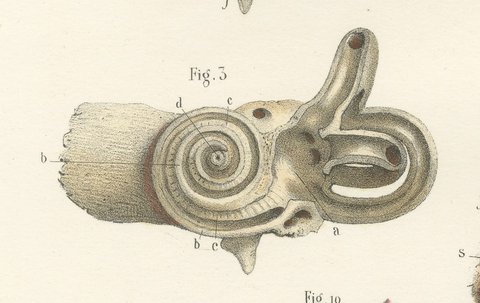 The Bony Labyrinth and Cochlea, Antique Hirschfeld Anatomy Print, 1866, view 7