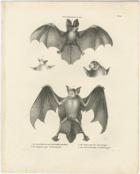 Anatomical Studies of Bats from 'The Mammals' Natural History Lithographs, 1836, view 2