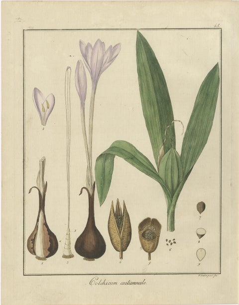 Burning Bush, Autumn Crocus, and English Oak: Botanical Illustrations from 1819, view 3