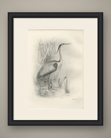 Grey Heron at the Water, Antique Bird Print after Lilian Medland, circa 1909, shown framed