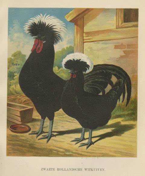 The Distinguished Black Dutch White-Crested Chicken - Rare 19th Century Poultry, close-up 3