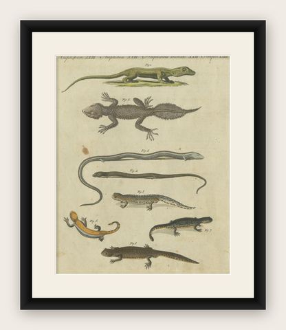 Fascinating 1805 Hand-Colored Engraving of Amphibians and Reptiles, shown framed