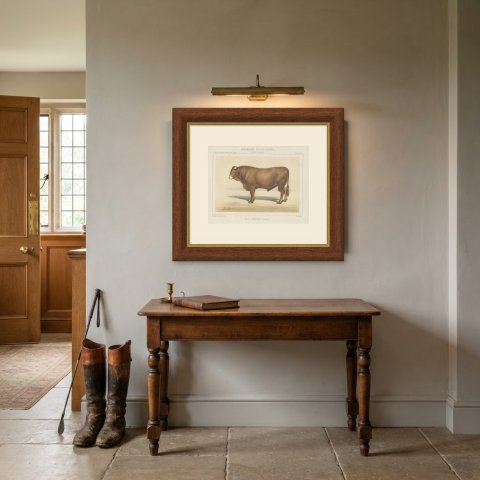 Limousin Bull, French Cattle Breed, Antique Chromolithograph by Borie, 1863, shown framed in a room