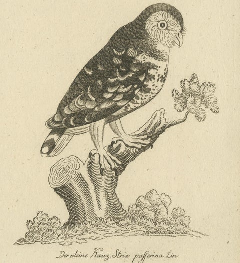Antique Engraving of Cuckoo & Little Owl, Cuculus canorus & Strix passerina 1800, close-up 2